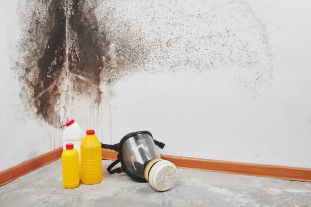 Best Toxic Mold Removal  in Sterling, CO