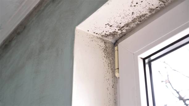 Best Same-Day Mold Removal  in Sterling, CO