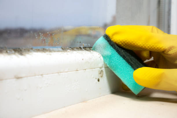 Best Affordable Mold Removal  in Sterling, CO