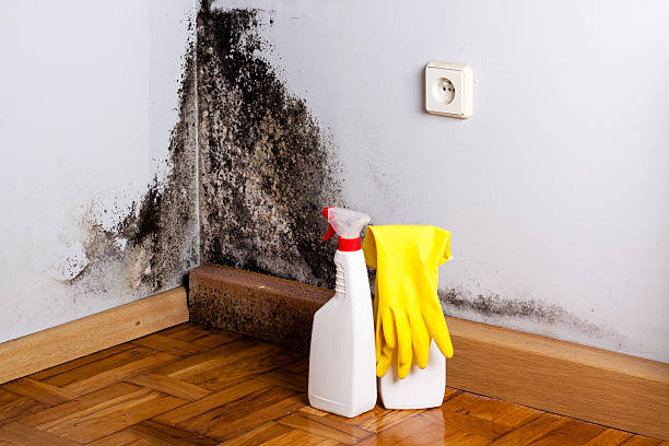 Best Mold Removal and Inspection  in Sterling, CO