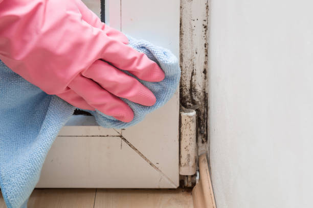 Best Commercial Mold Removal  in Sterling, CO